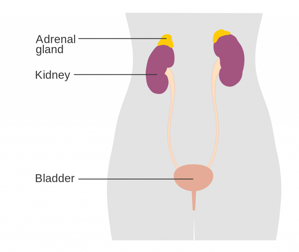 diagram showing the position of the adrenal glands