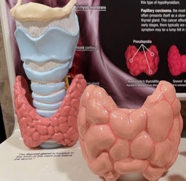 model of thyroid